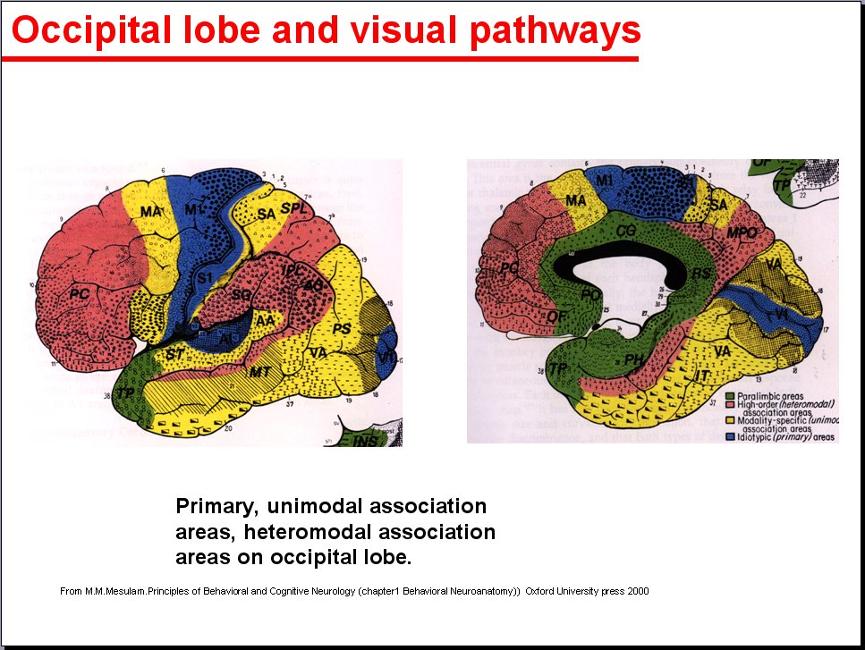 Salamons Neuroanatomy And Neurovasculature Web Atlas Resource